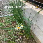 12月28日・・・2025年最後の月命日の墓参り🙏