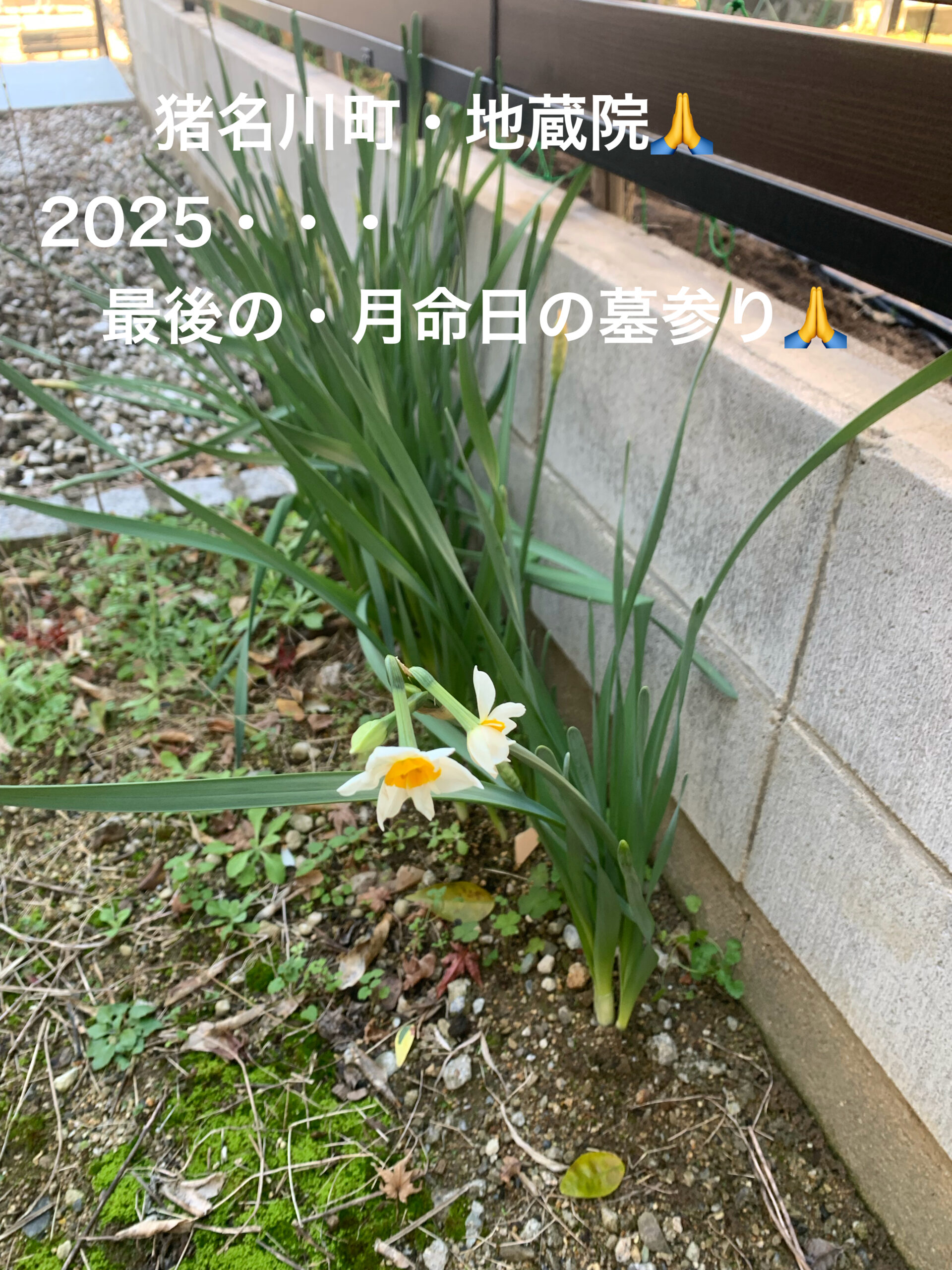 12月28日・・・2025年最後の月命日の墓参り🙏